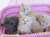Anak kucing moudy
