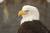 Bald bird 
