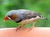 Burung pipit